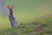 Lapin de garenne (Somme)