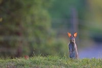 Lapin de garenne juvénile Somme)