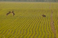 Lièvre d'Europe (Somme)