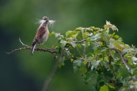Linotte mélodieuse femelle (Thiérache axonaise)