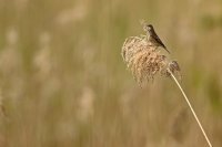 Linotte mélodieuse femelle (Baie de Somme)