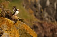 Macareux moine (Latrabjarg, Islande)