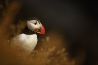 Macareux moine (Islande)