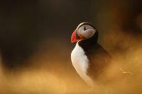 Macareux moine (Islande)