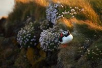 Macareux moine (Islande)