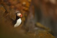 Macareux moine (Islande)