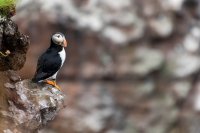 Macareux moine (Highlands, Ecosse)