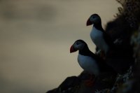 Macareux moines (Islande)