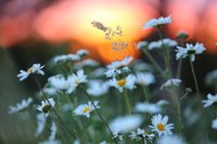 Marguerites et graminées (Haute-Somme)