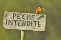 Martin-pêcheur (vallée de l'Hallue)