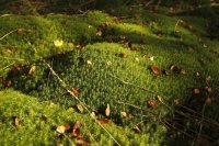 Massif ardennais