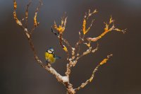 Mésange bleue (Thiérache axonaise)