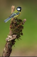 Mésange charbonnière (Marquenterre)