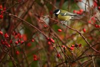 Mésange charbonnière (Somme)