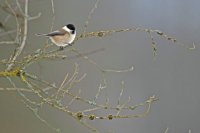Mésange nonnette (Thiérache axonaise)