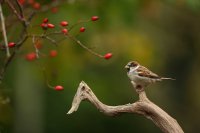 Moineau domestique mâle (Amiens)