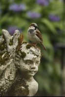 Moineau domestique mâle (Marquenterre)