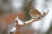 Moineau friquet (Thiérache axonaise)