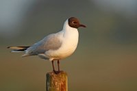 Mouette rieuse (La Bassée)