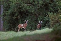 Mouflons (Marquenterre)