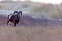 Mouflon (Picardie)