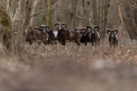 Mouflons (Marquenterre)