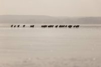 Mouflons (Picardie)