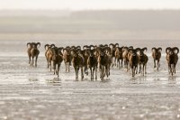 Mouflons (Picardie)