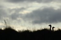 Oies cendrées (Islande)