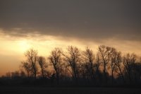 Petit bois du Marquenterre (Somme)