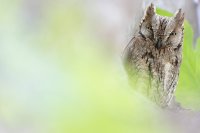 Petit-duc scops (Occitanie)