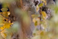 Petit-duc scops (Occitanie)