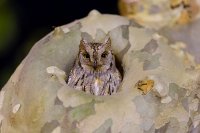 Petit-duc scops (Occitanie)