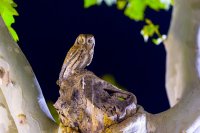 Petit-duc scops (Occitanie)