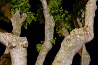 Petit-duc scops (Occitanie)