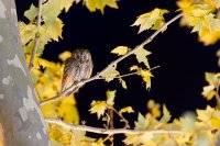 Petit-duc scops (Occitanie)