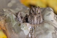 Petit-duc scops (Occitanie)