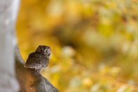 Petit-duc scops (Occitanie)