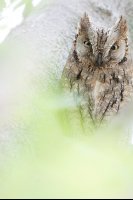 Petit-duc scops (Occitanie)