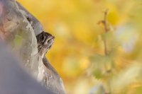Petit-duc scops (Occitanie)