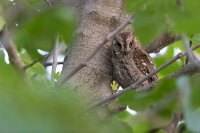 Petit-duc scops (Occitanie)