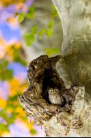 Petit-duc scops (Occitanie)