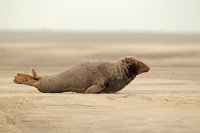 Phoque gris (baie d'Authie)