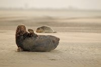 Phoque gris (baie d'Authie)