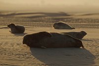 Phoque gris et veaux-marins (baie d'Authie)