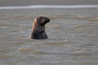 Phoque gris (baie d'Authie)