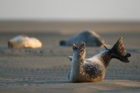 Phoque veau-marin (baie d'Authie)