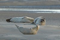 Phoques veaux-marins (Baie d'Authie)