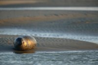 Phoque veau-marin (baie d'Authie)