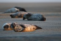 Phoque veau-marin (baie d'Authie)